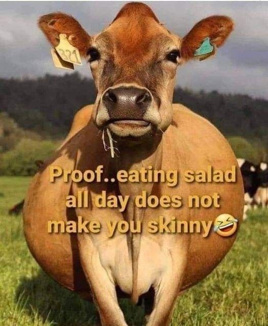 A diet of Grass Feed And Still Fat As A Cow.. Go Figure!