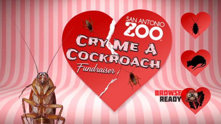San Antonio Zoo Valentines roach day
