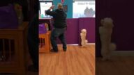 Dog dances to Ice Ice Baby